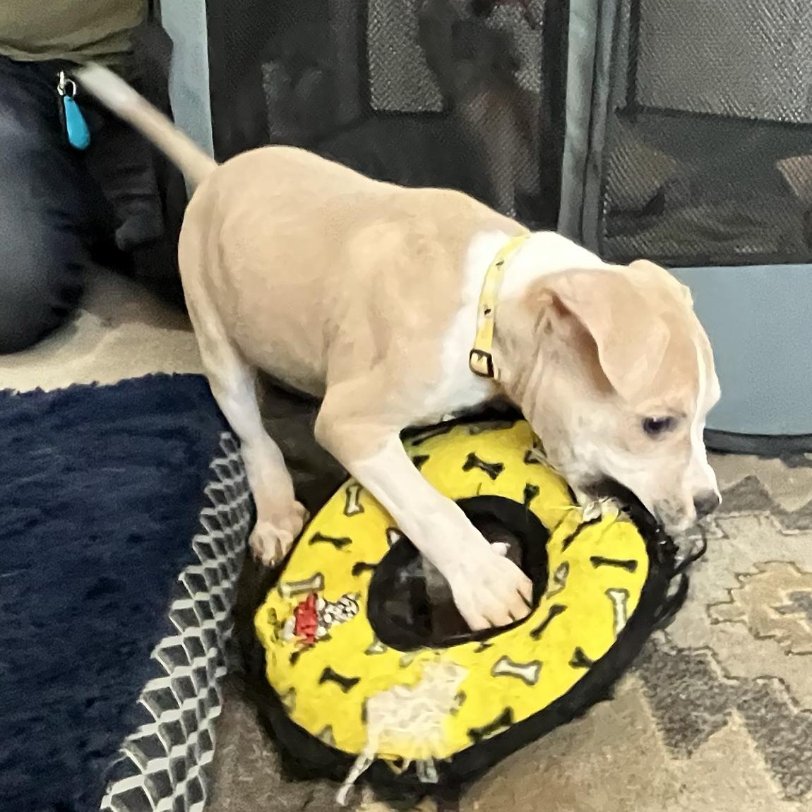 Enlarge DUCKY- Needs a forever home, an adopted mixed breed in Birmingham, MI image 4/6