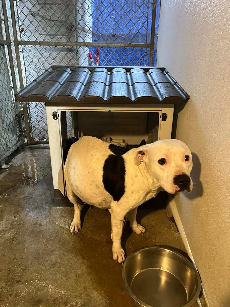 Enlarge Mamas, a Adoptable Pit Bull Terrier in Newman, CA image 1/1