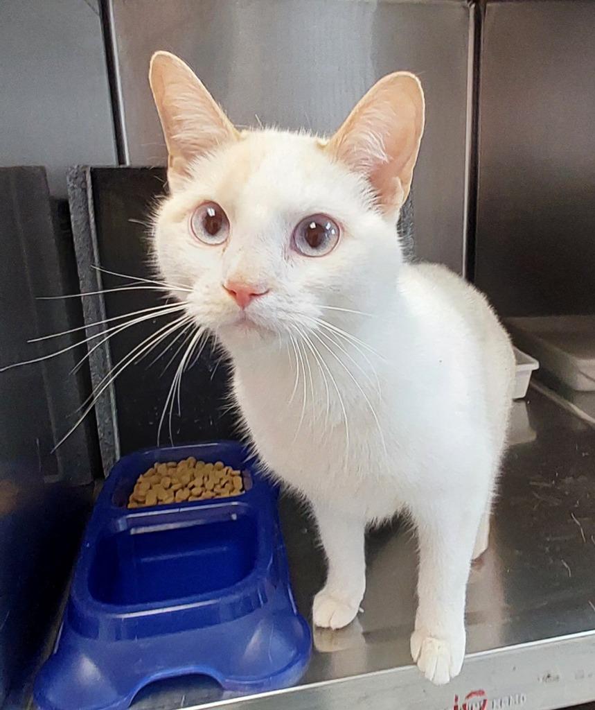 Lil Diva, Adoptable, Young Female Domestic Medium Hair.