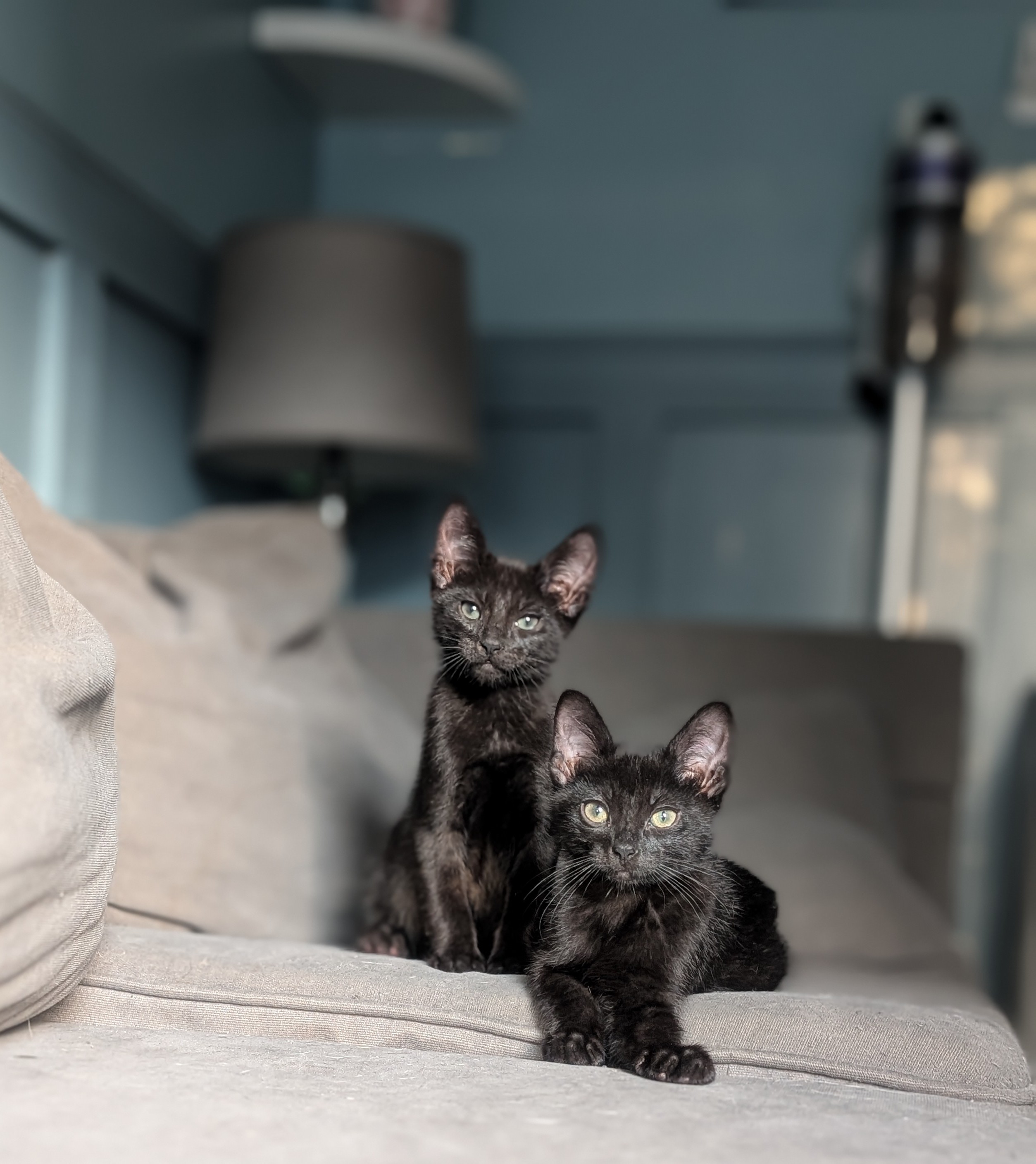 Cat for adoption Oggie, Boogie, and Zero, a Domestic Short Hair in