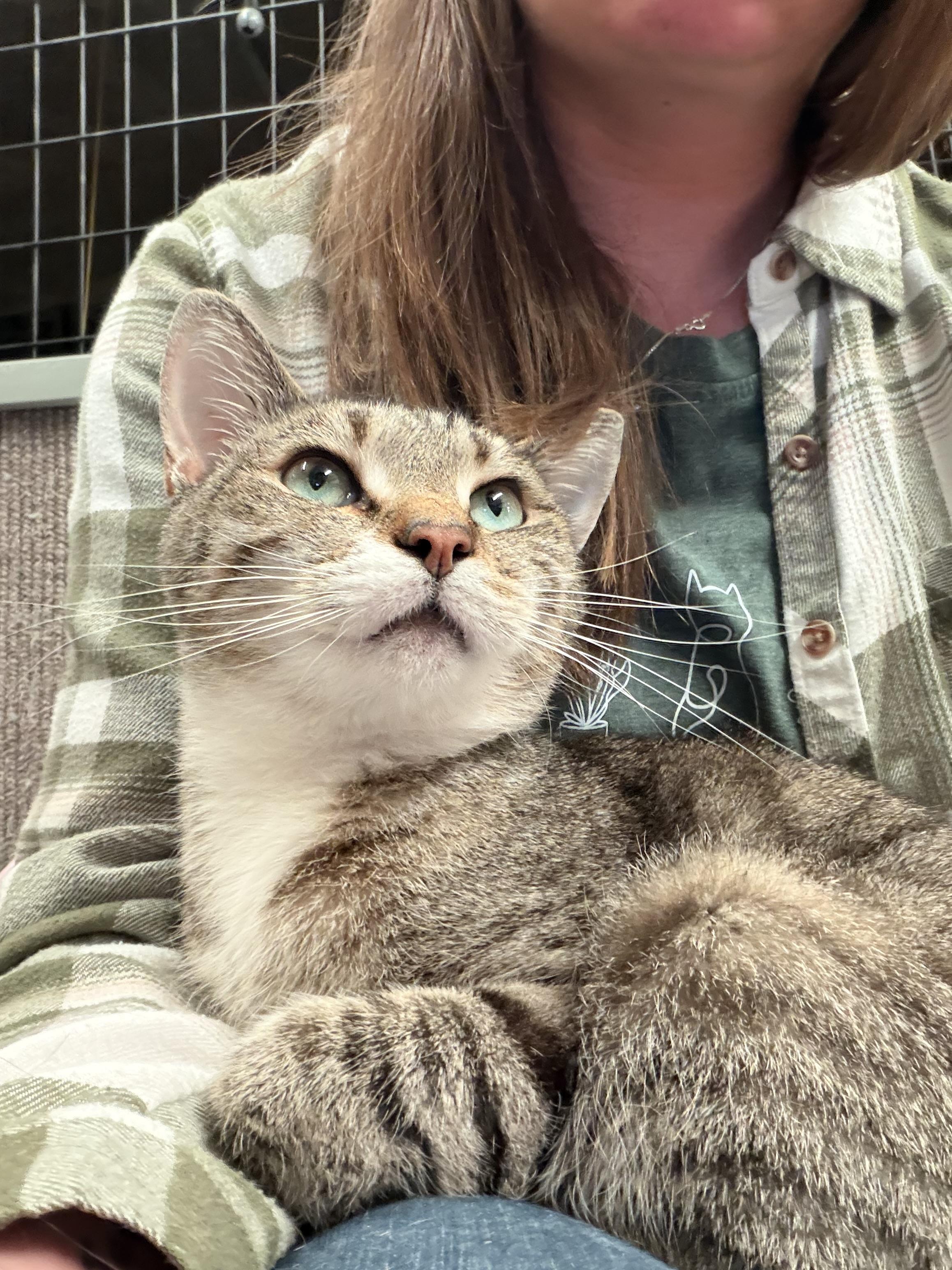 Alex , adopted, Adult Male Domestic Short Hair.