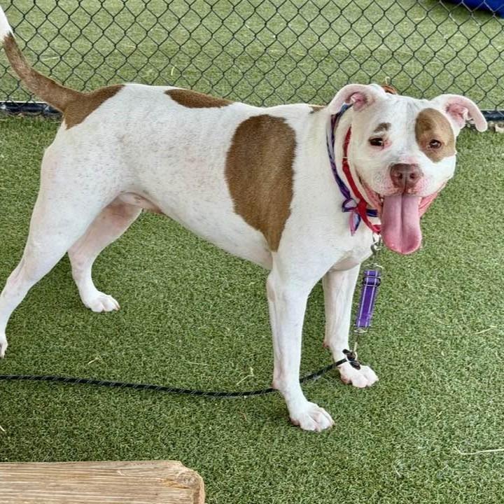 Sage, a Adoptable mixed breed in Columbia, IL image 1/6