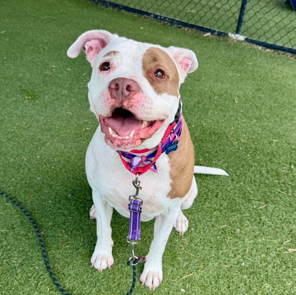 Sage, a Adoptable mixed breed in Columbia, IL image 2/6