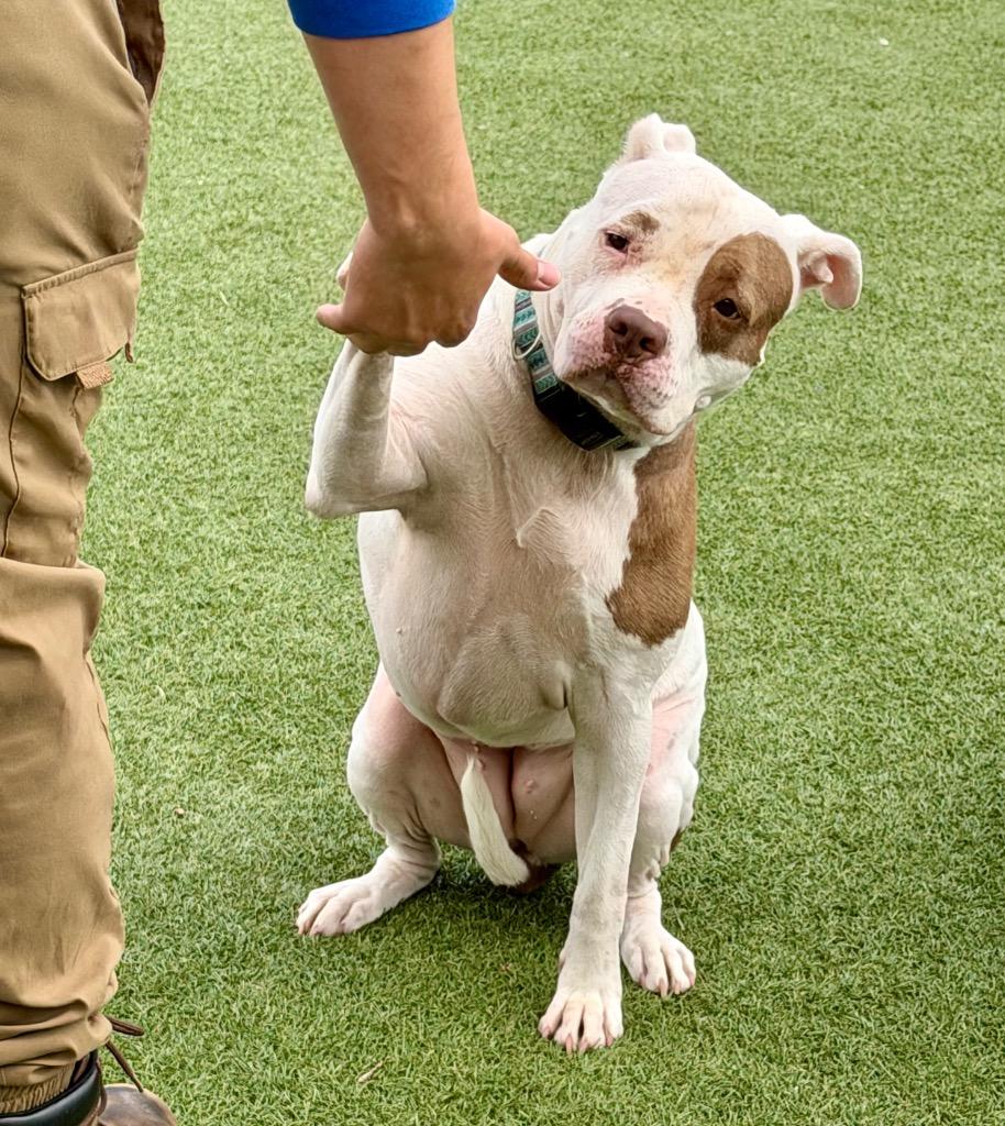 Sage, Adoptable, Adult Female Terrier & Mixed Breed.