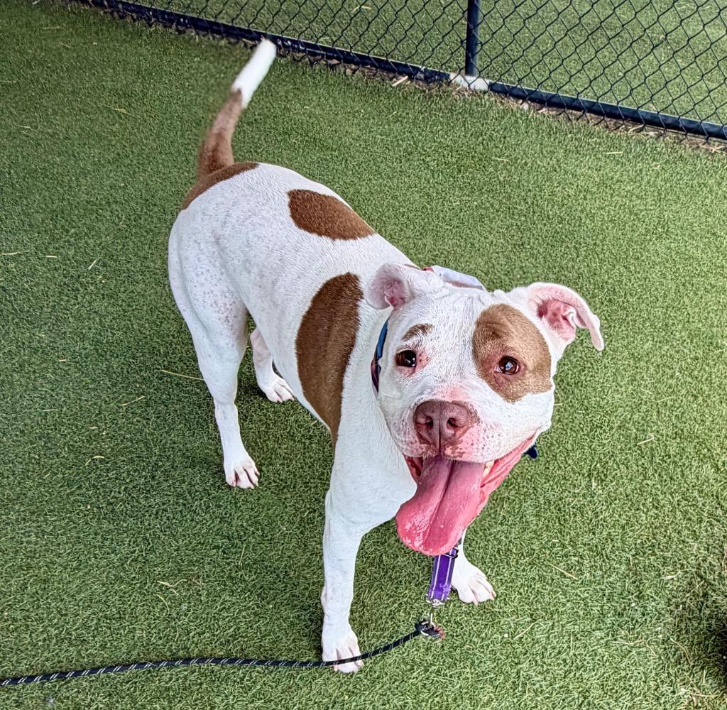 Sage, a Adoptable mixed breed in Columbia, IL image 3/6