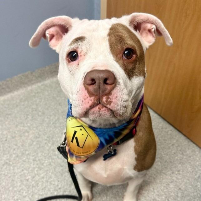 Sage, a Adoptable mixed breed in Columbia, IL image 4/6