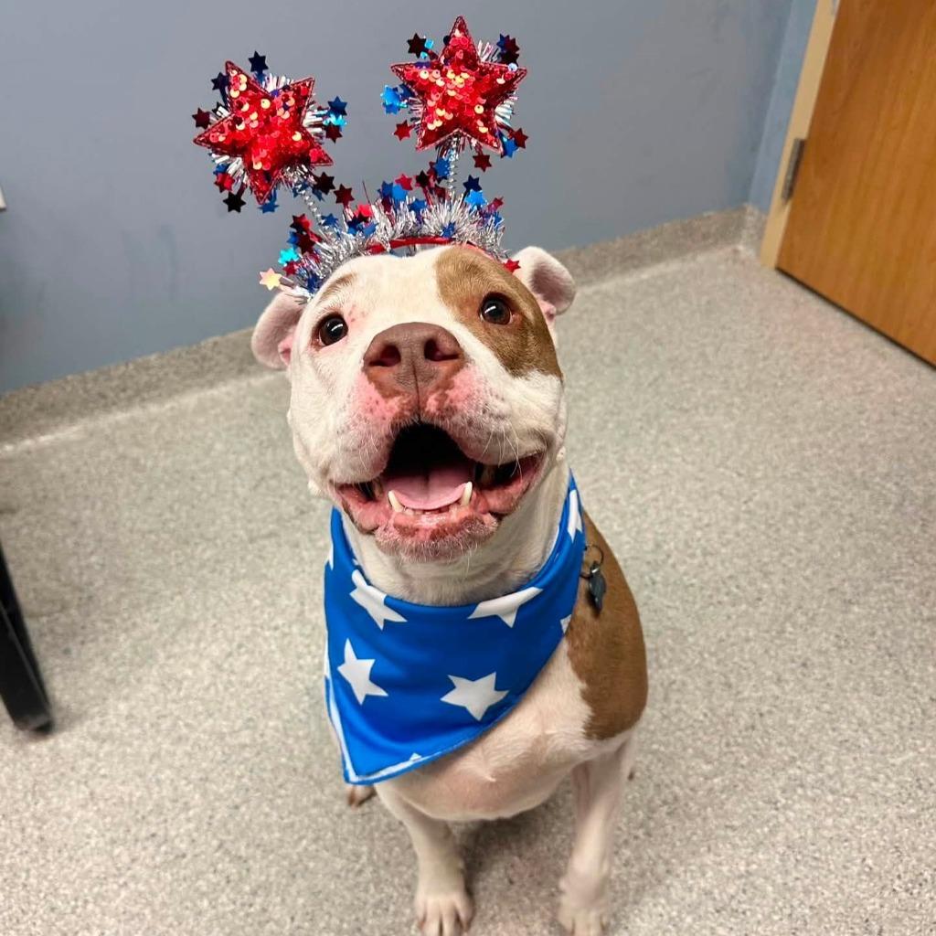 Sage, a Adoptable mixed breed in Columbia, IL image 5/6
