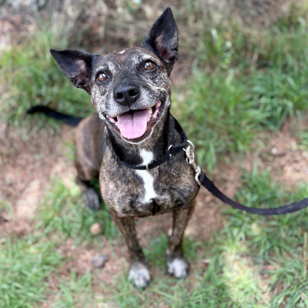 Enlarge Margie, a Adoptable Mixed Breed in Glenwood Springs, CO image 1/5
