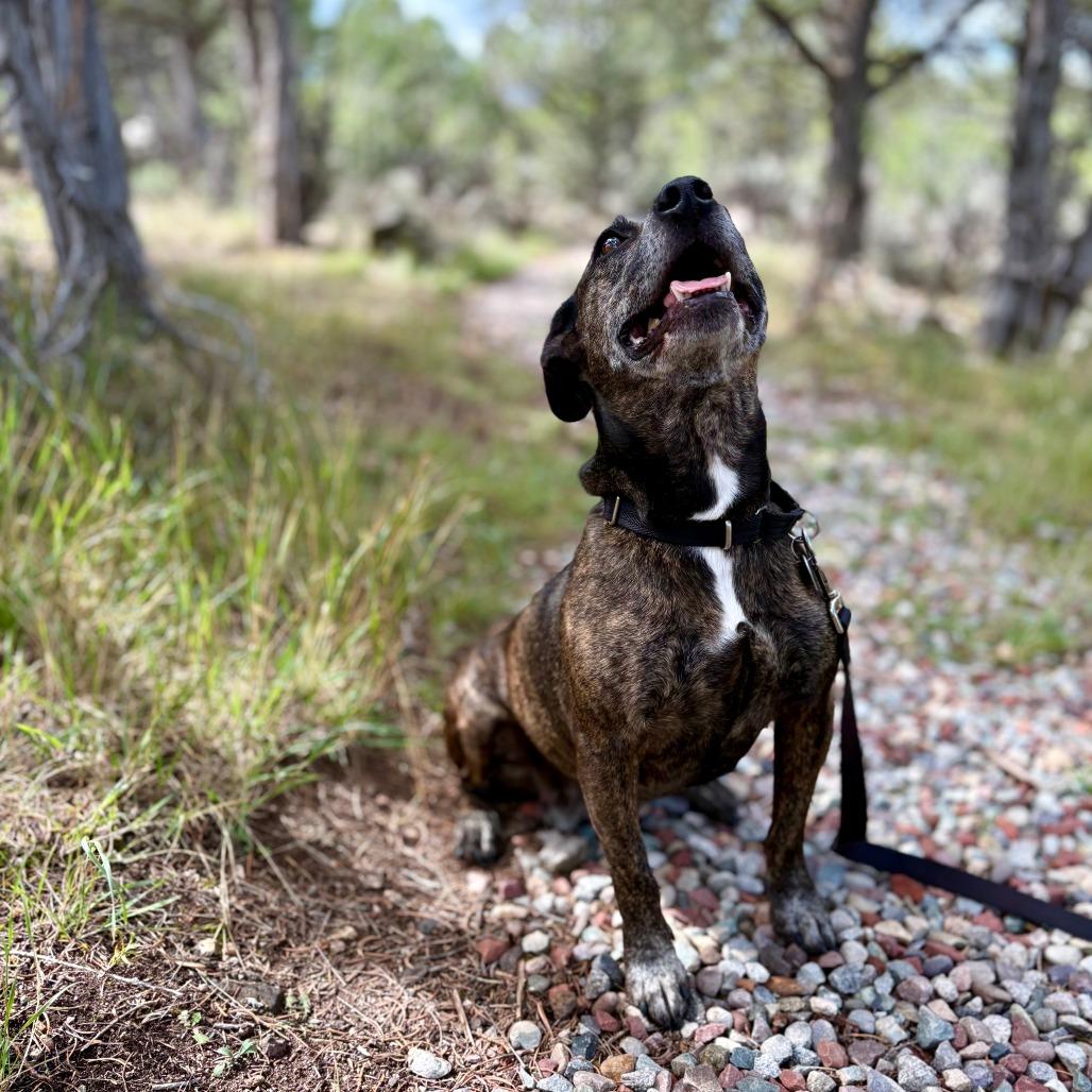 Enlarge Margie, a Adoptable Mixed Breed in Glenwood Springs, CO image 2/5