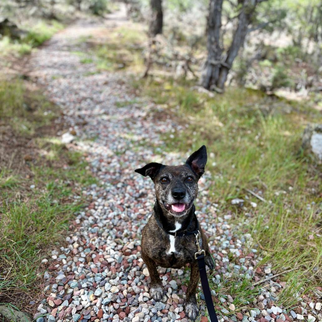 Enlarge Margie, a Adoptable Mixed Breed in Glenwood Springs, CO image 3/5