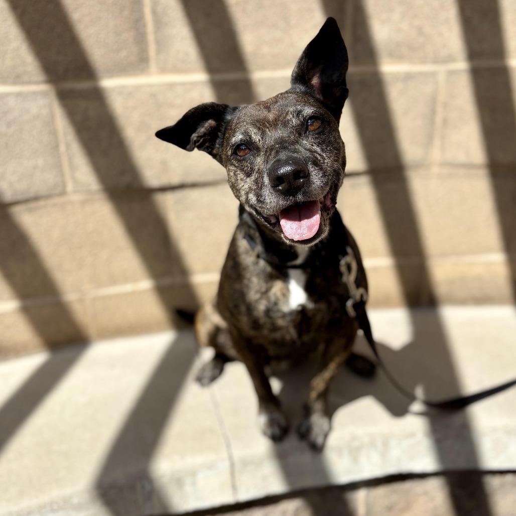 Enlarge Margie, a Adoptable Mixed Breed in Glenwood Springs, CO image 4/5