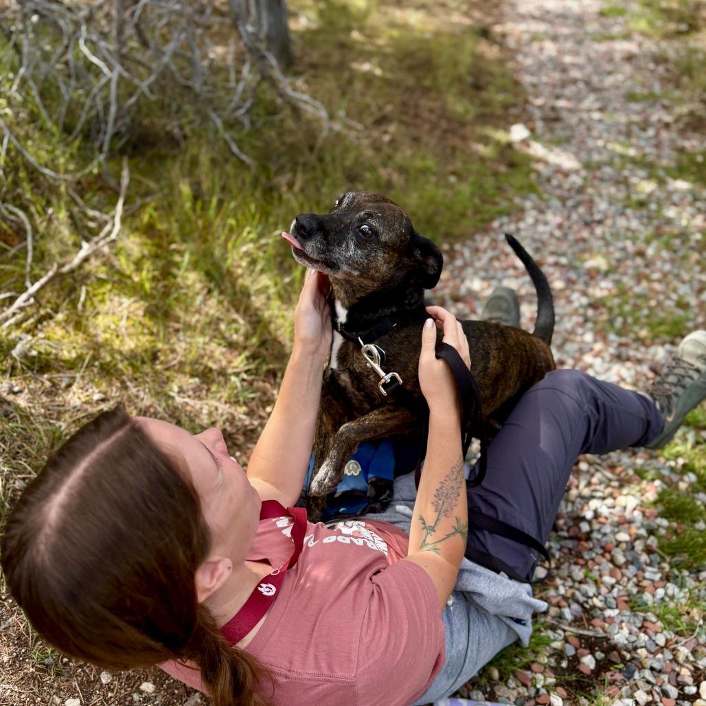 Enlarge Margie, a Adoptable Mixed Breed in Glenwood Springs, CO image 5/5