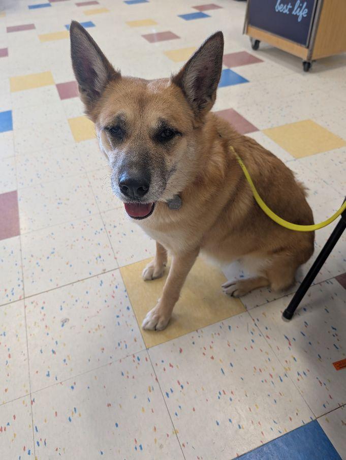 Enlarge Scarlett, a ADOPTABLE mixed breed in Lake Orion, MI image 3/4