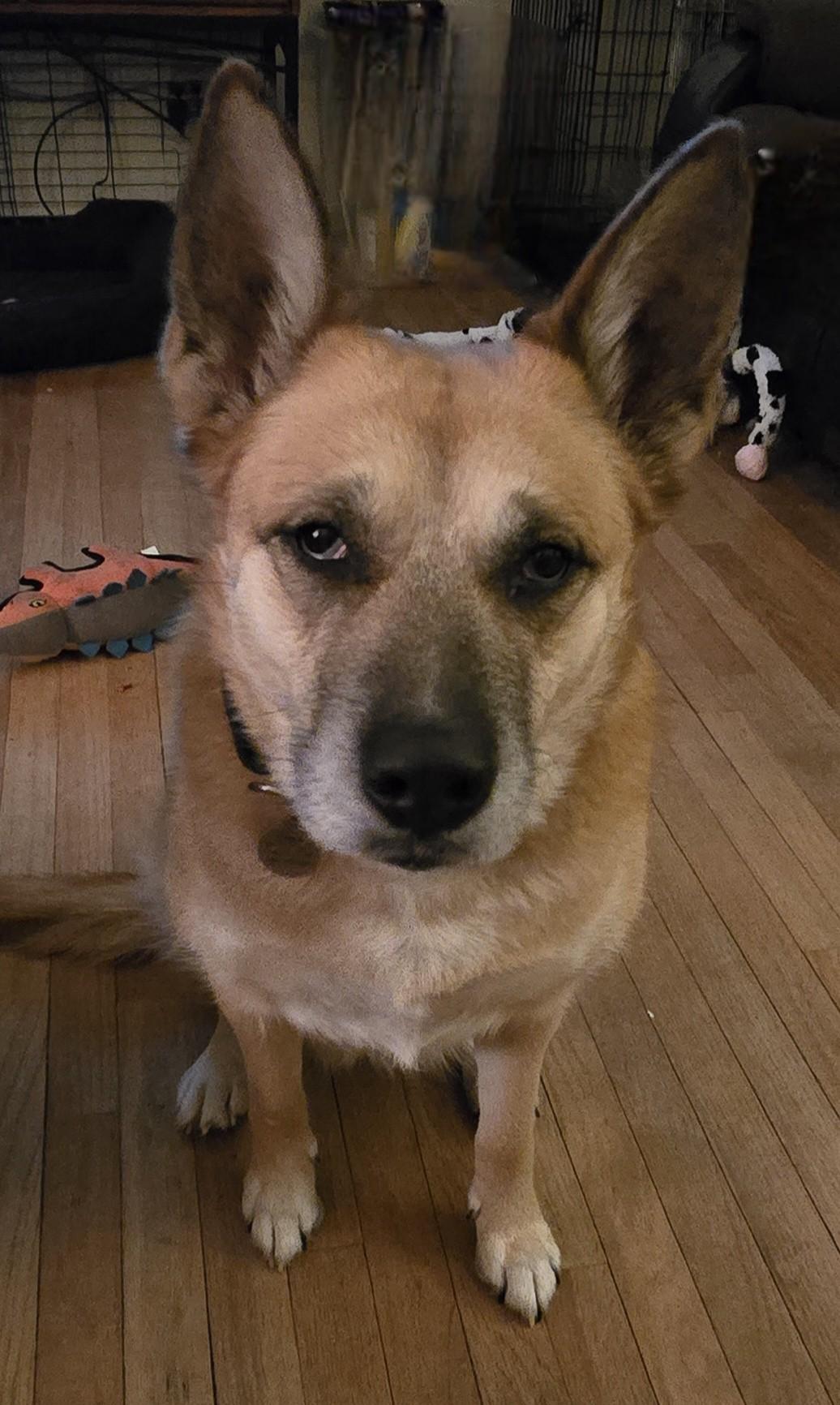 Enlarge Scarlett, a ADOPTABLE mixed breed in Lake Orion, MI image 4/4