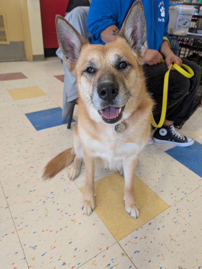 Enlarge Scarlett, a ADOPTABLE mixed breed in Lake Orion, MI image 2/4