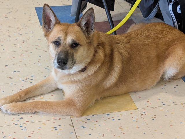 Enlarge Scarlett, a ADOPTABLE mixed breed in Lake Orion, MI image 1/4