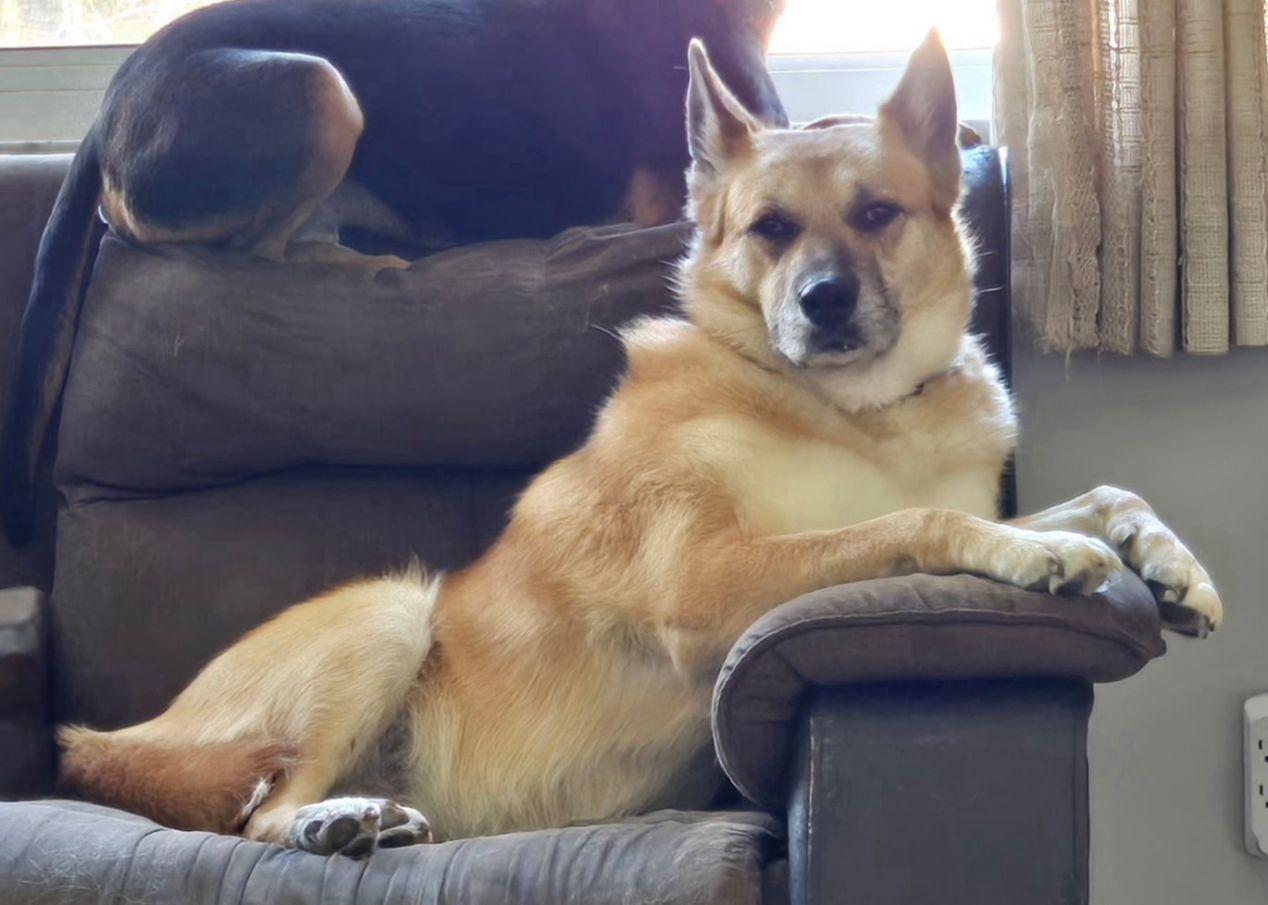 Enlarge Scarlett, a ADOPTABLE mixed breed in Lake Orion, MI image 1/5