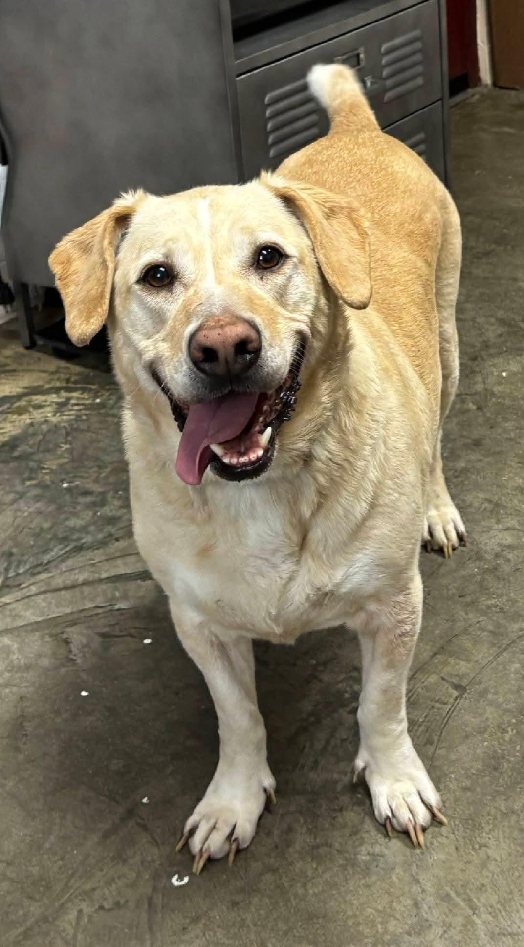 Sunny, adopted, Adult Male Yellow Labrador Retriever.