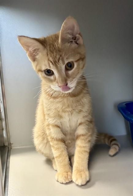 FANTA, Adoptable, Kitten Male Domestic Short Hair.