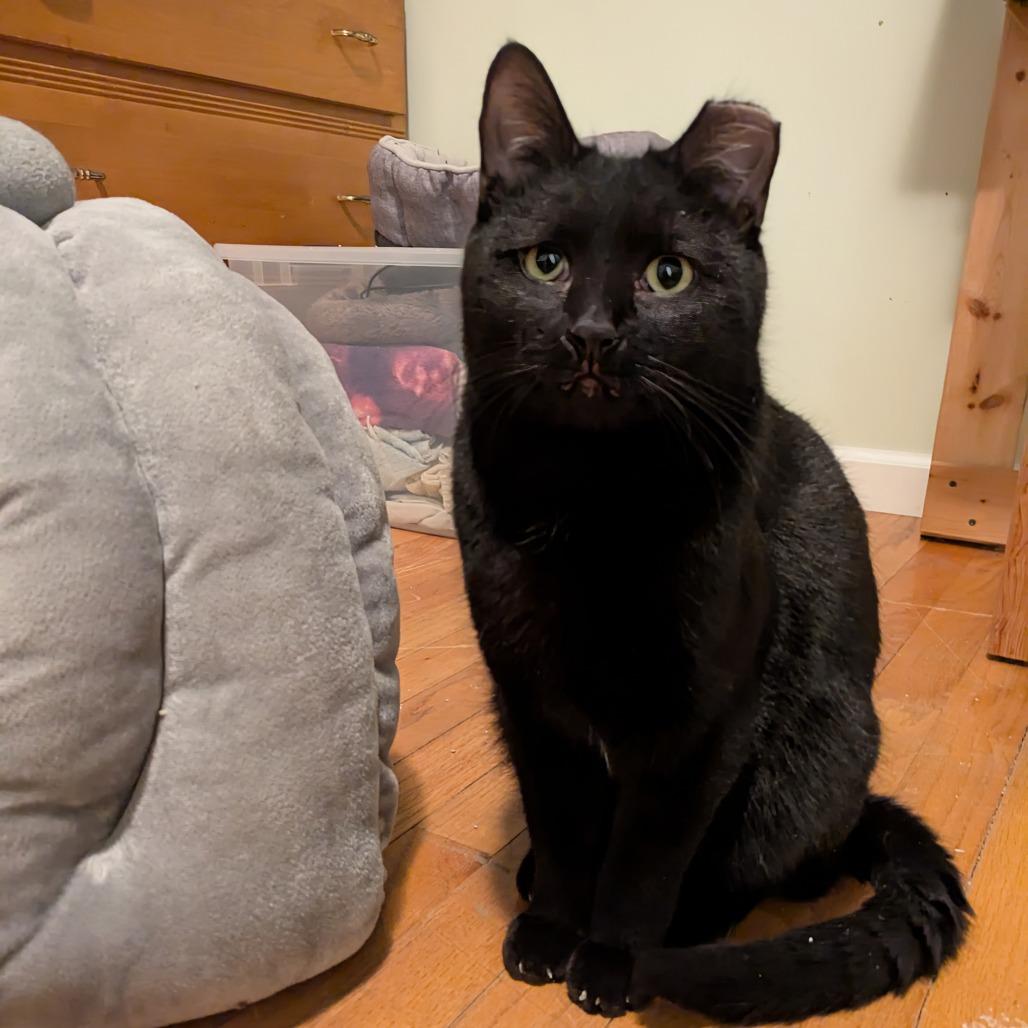 Enlarge Morgan, a Adoptable Domestic Short Hair in South Elgin, IL image 1/6