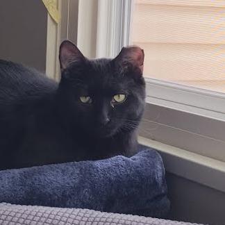 Enlarge Morgan, a Adoptable Domestic Short Hair in South Elgin, IL image 2/6