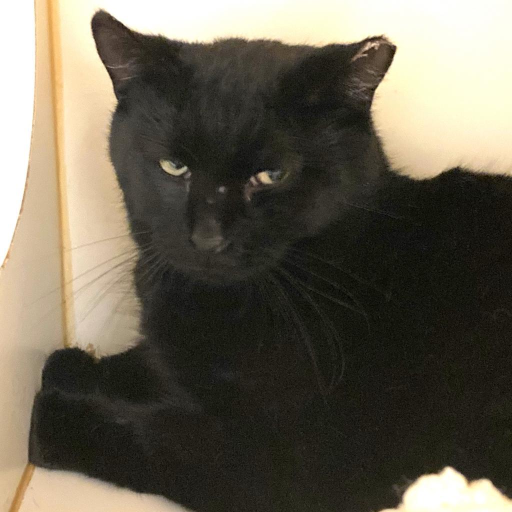 Enlarge Morgan, a Adoptable Domestic Short Hair in South Elgin, IL image 3/6