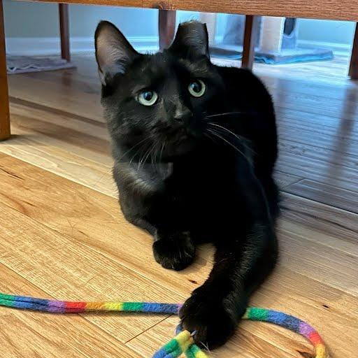 Enlarge Morgan, a Adoptable Domestic Short Hair in South Elgin, IL image 3/6