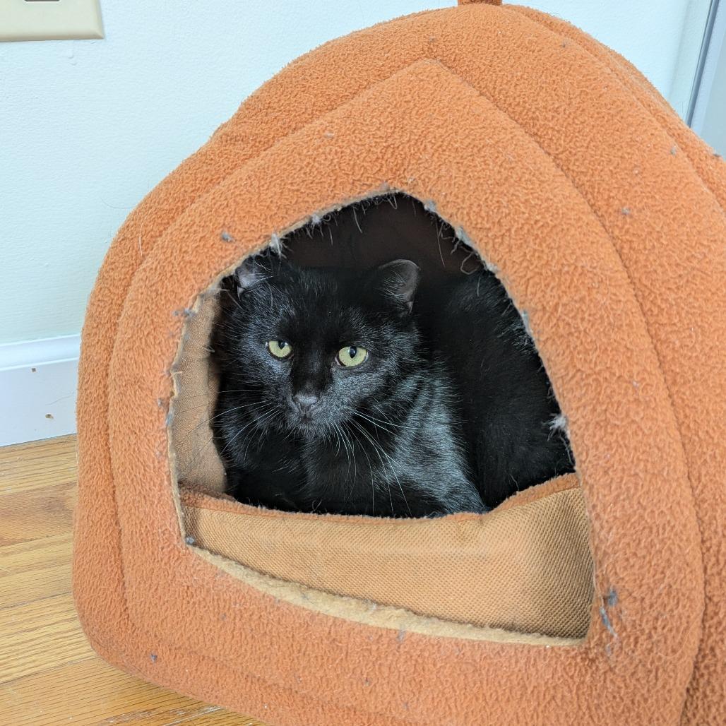 Enlarge Morgan, a Adoptable Domestic Short Hair in South Elgin, IL image 4/6