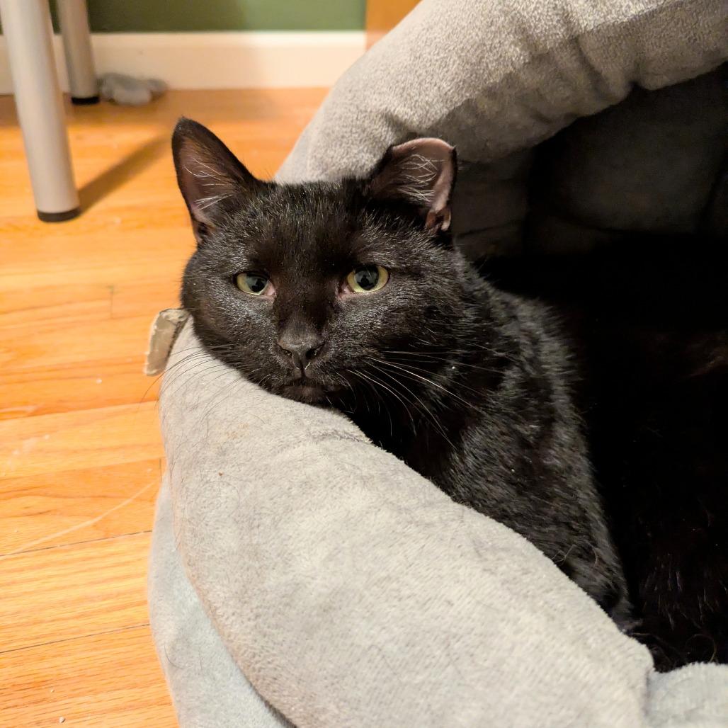 Enlarge Morgan, a Adoptable Domestic Short Hair in South Elgin, IL image 5/6