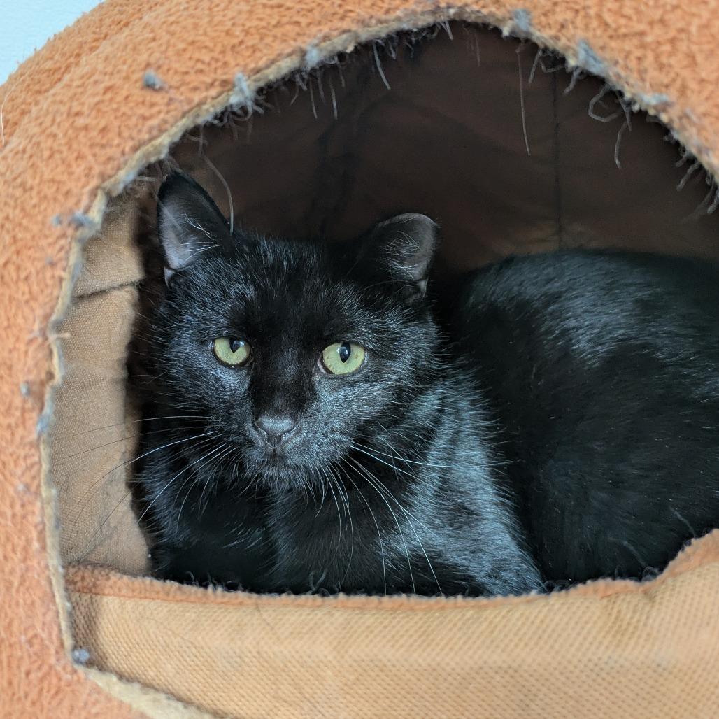 Enlarge Morgan, a Adoptable Domestic Short Hair in South Elgin, IL image 6/6