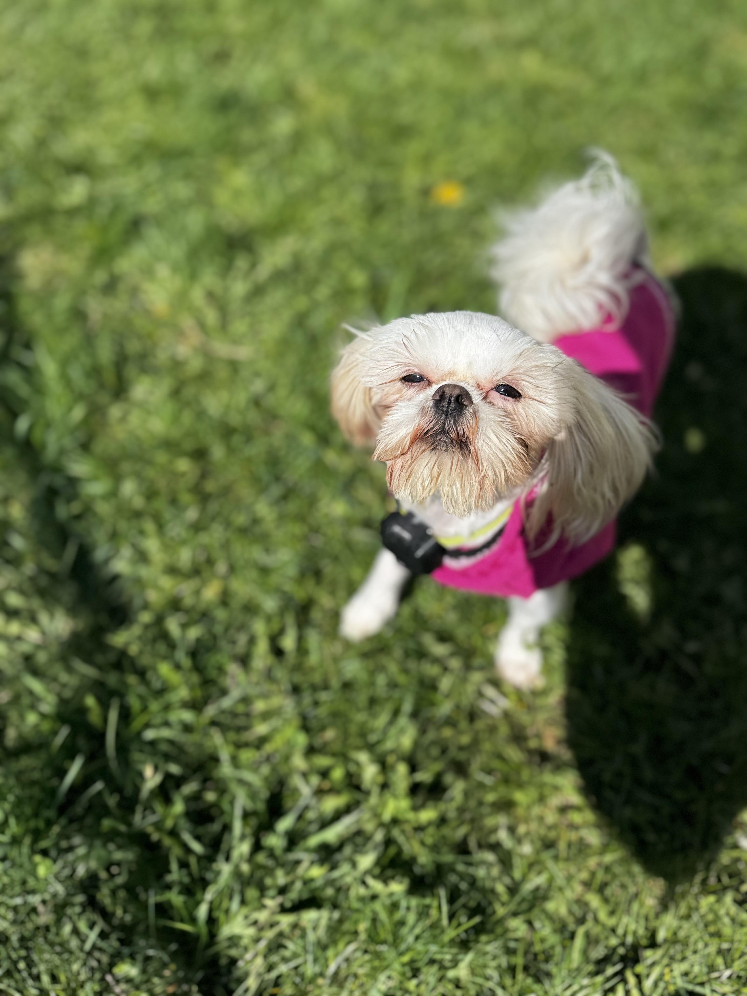 Enlarge Diamond, a ADOPTABLE Shih Tzu in Dodgeville, WI image 3/4