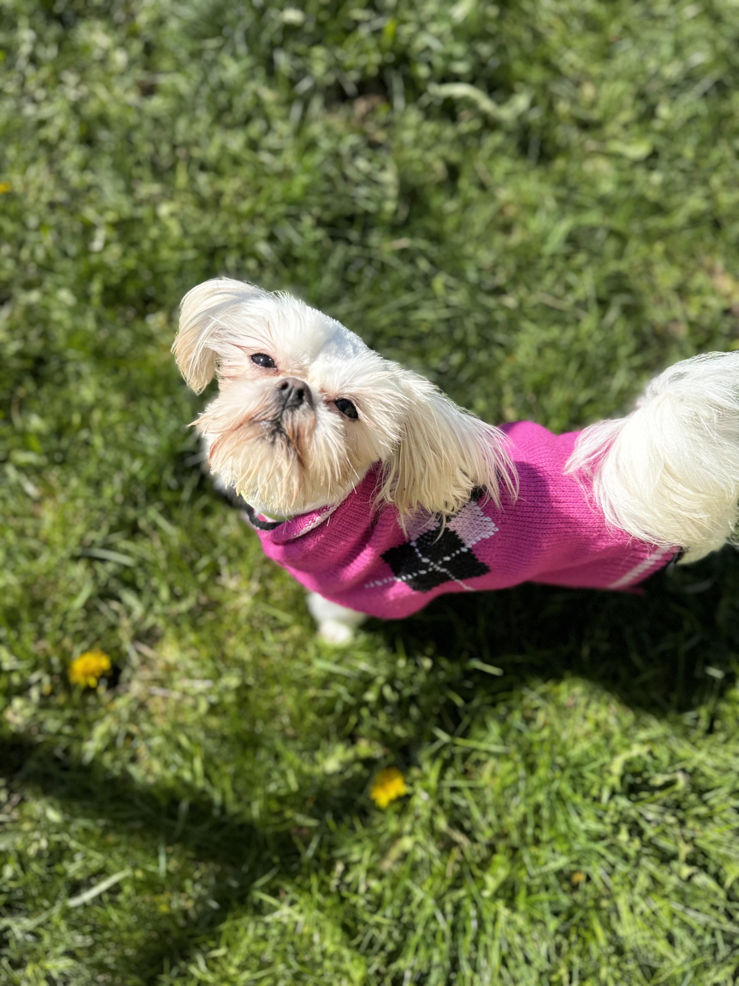 Diamond, ADOPTABLE, Senior Female Shih Tzu.