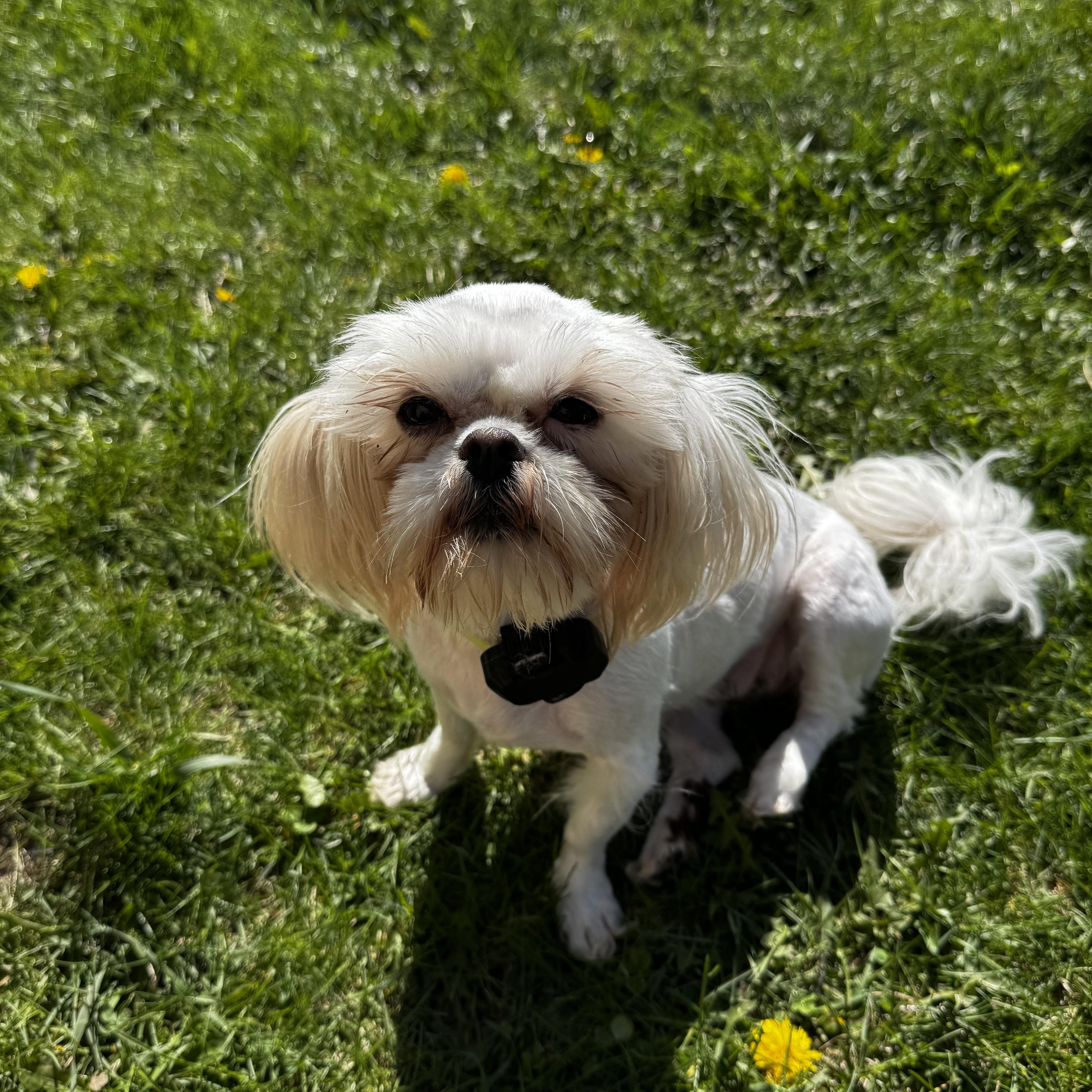 Enlarge Diamond, a ADOPTABLE Shih Tzu in Dodgeville, WI image 2/4