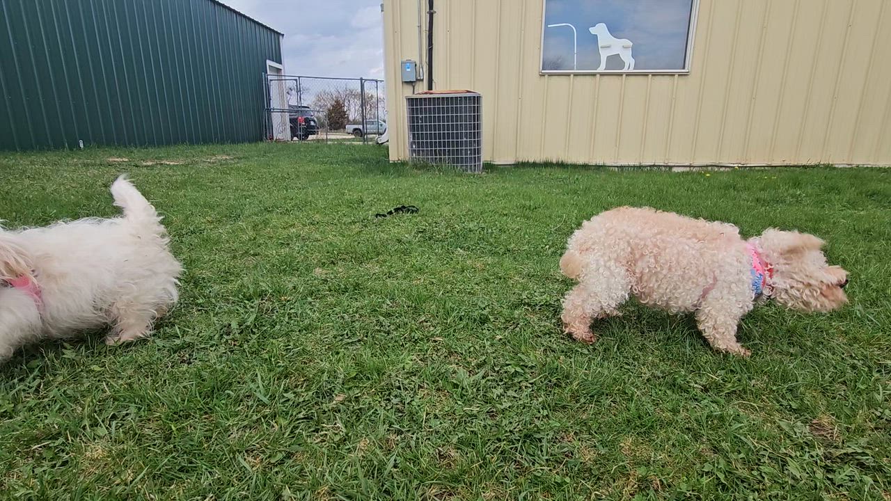 Enlarge Diamond, a ADOPTABLE Shih Tzu in Dodgeville, WI video 4/4