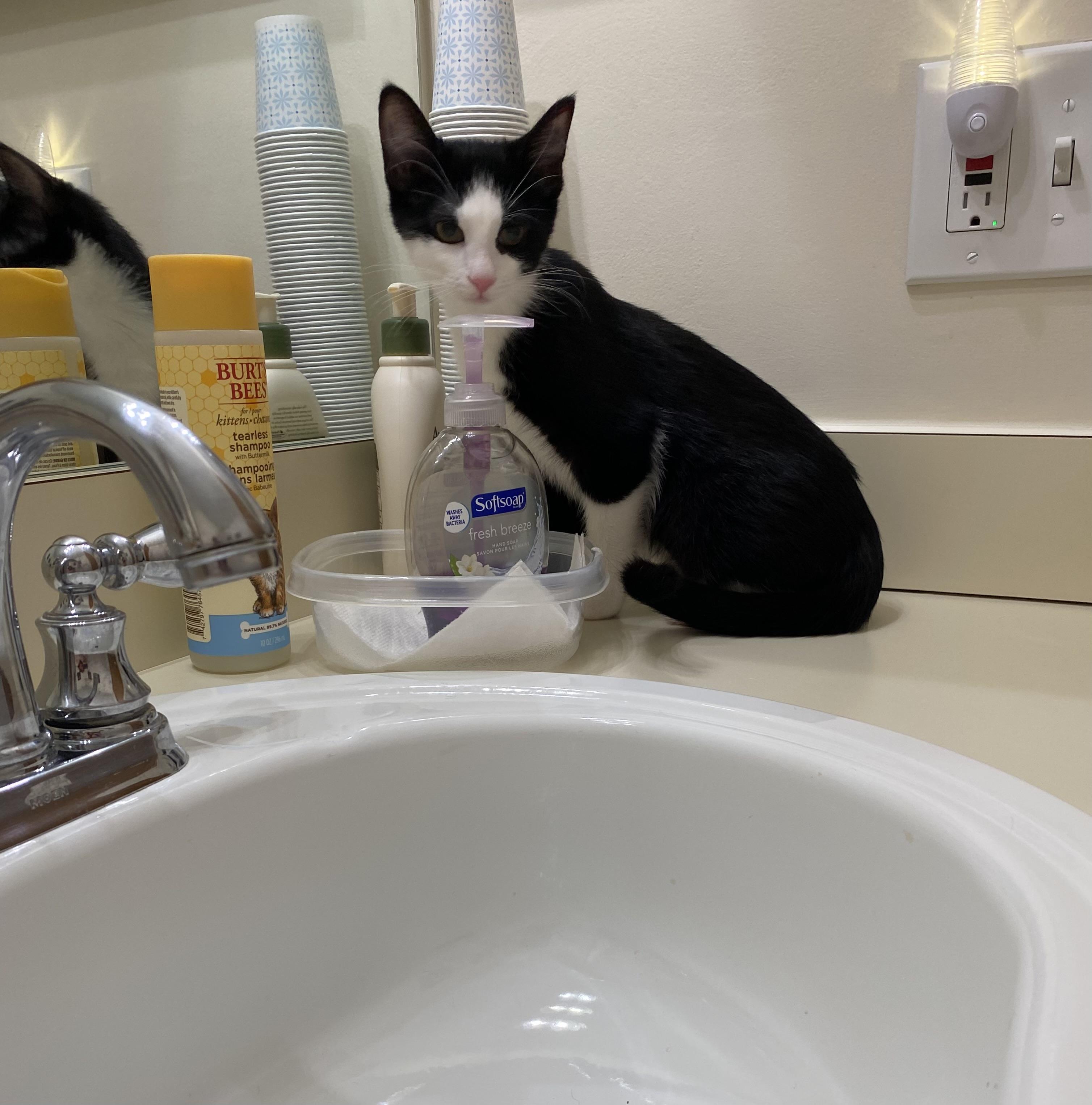 Zuko, a Adoptable Tuxedo in Macomb, MI image 1/4