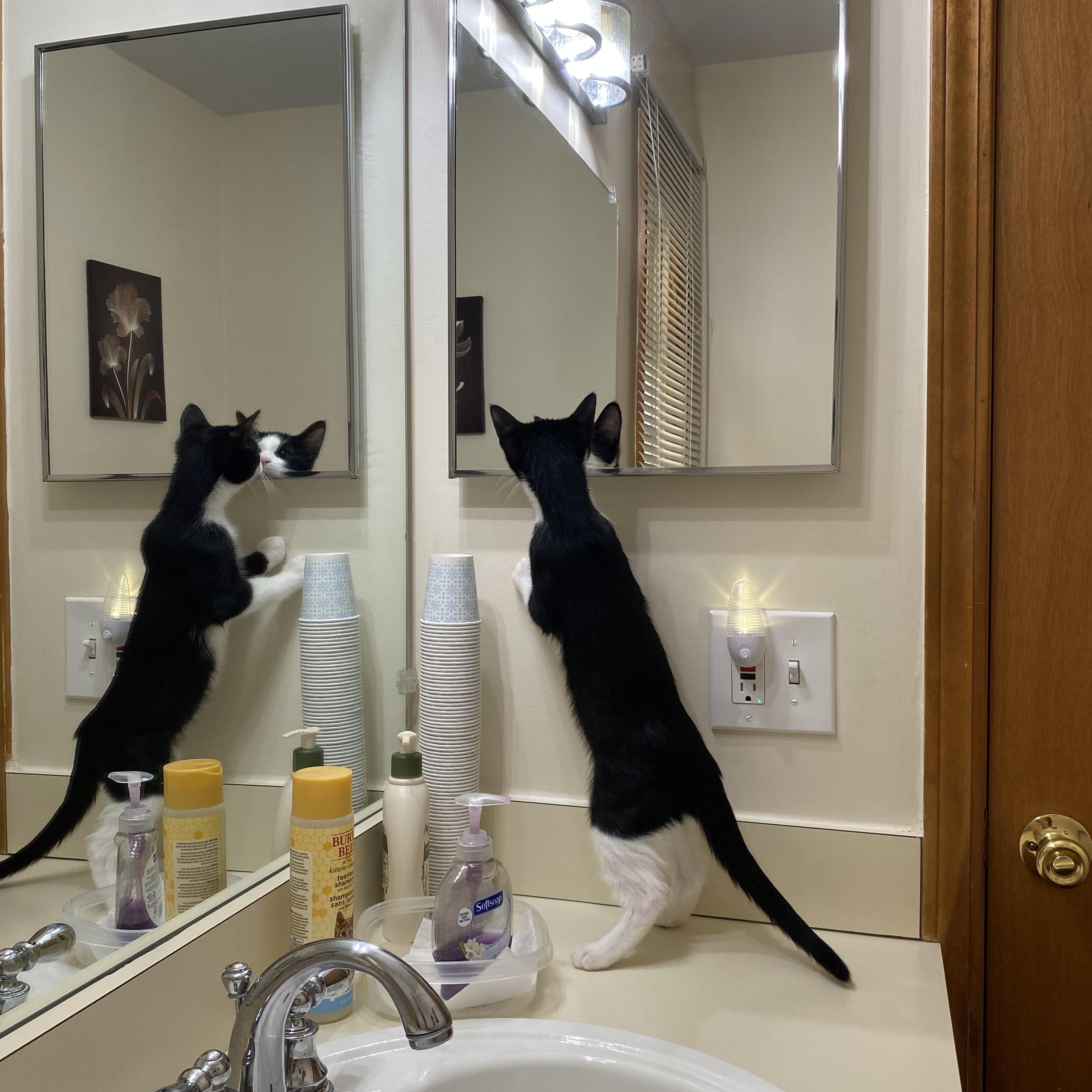 Zuko, a Adoptable Tuxedo in Macomb, MI image 2/4