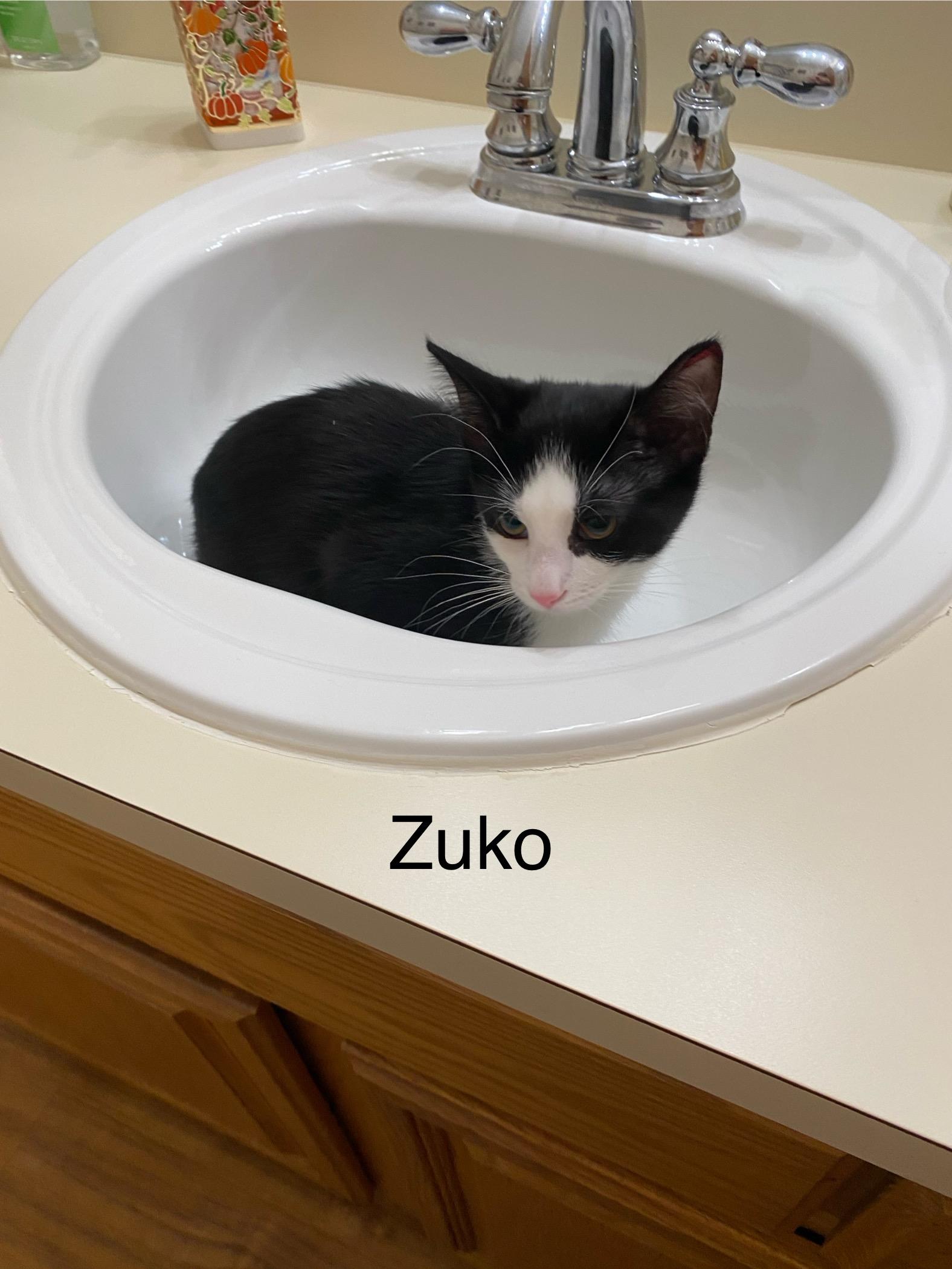 Zuko, a Adoptable Tuxedo in Macomb, MI image 3/4