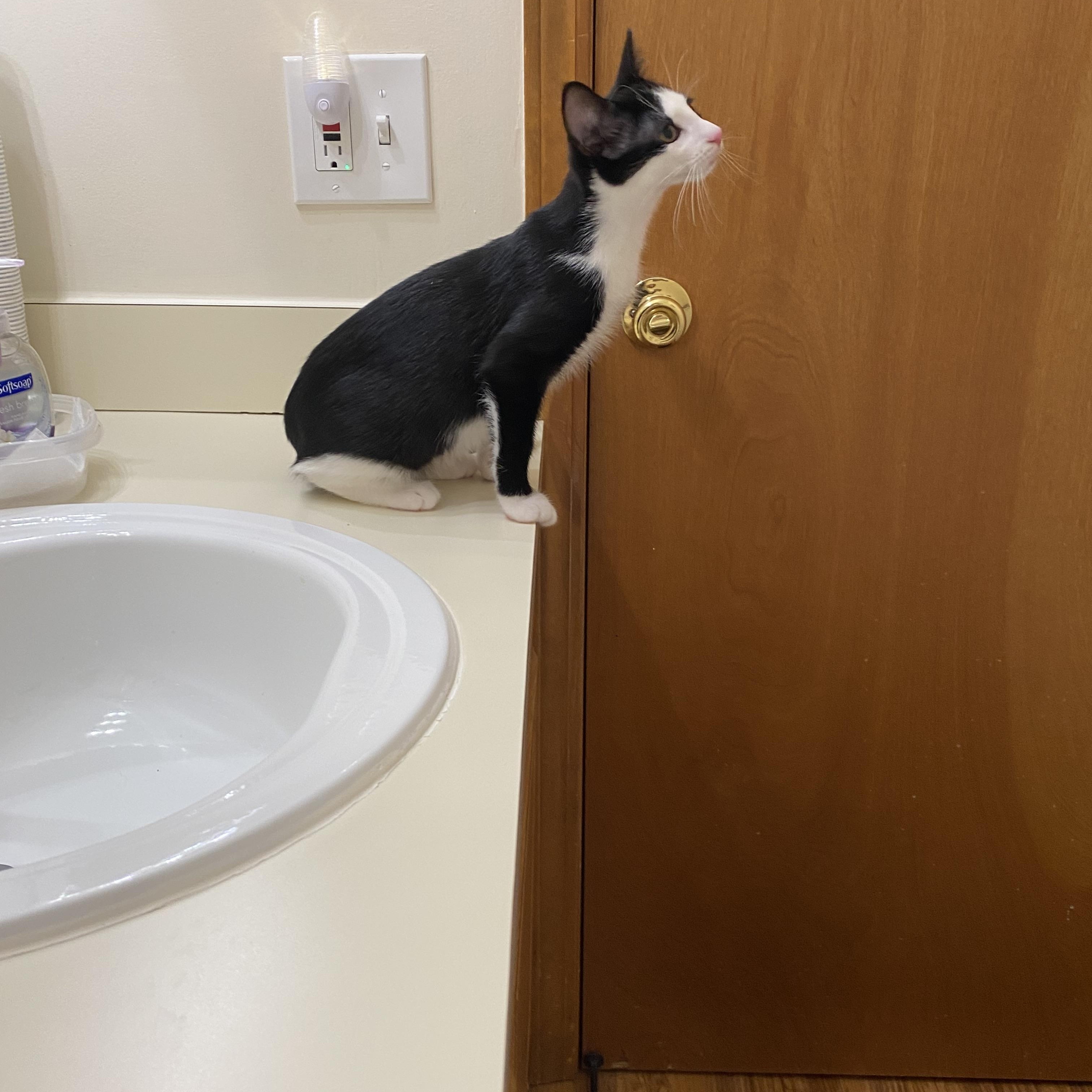 Zuko, a Adoptable Tuxedo in Macomb, MI image 4/4