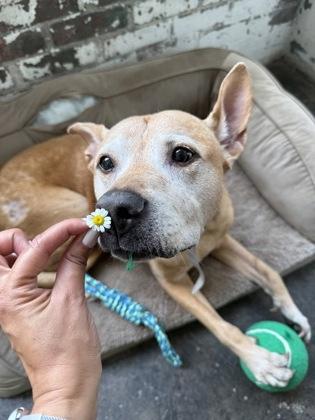 Ted - IN FOSTER, Adoptable, Senior Male Mixed Breed & Mixed Breed.