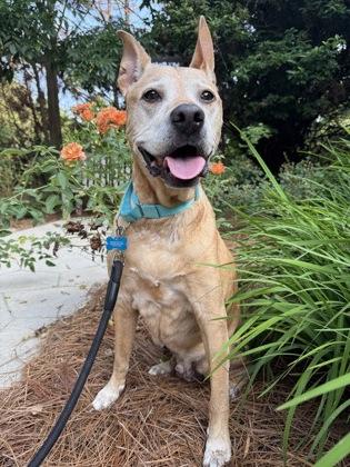Enlarge Ted - IN FOSTER, a Adoptable Mixed Breed in Chamblee, GA image 2/3