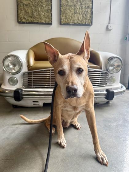 Enlarge Ted - IN FOSTER, a Adoptable Mixed Breed in Chamblee, GA image 3/3