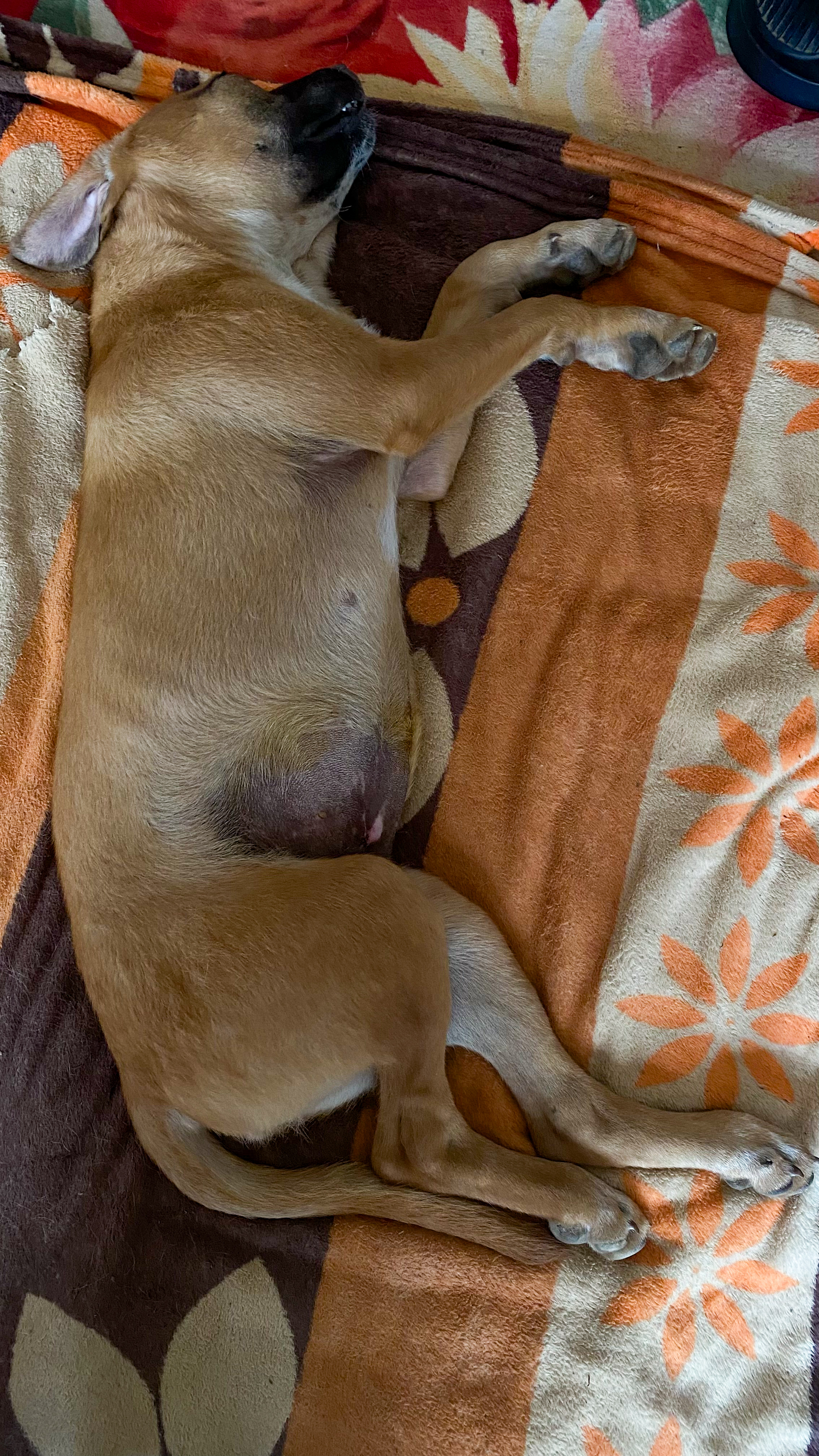 Zuri