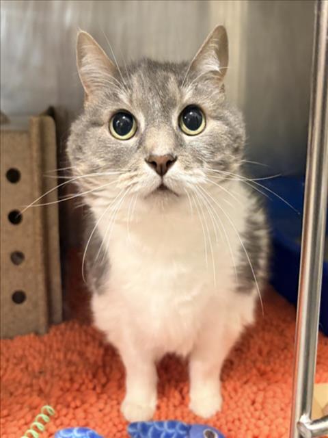 MADDIE, Adoptable, Senior Female Domestic Medium Hair.