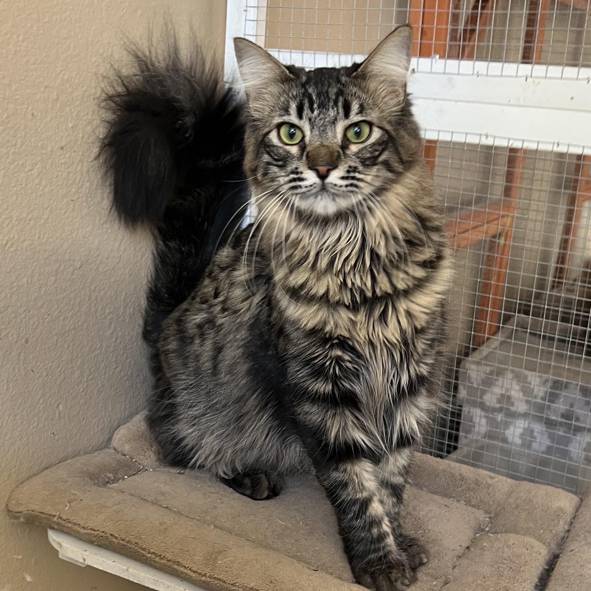 Enlarge Jackie’s Fluff, a Adopted mixed breed in Glendora, CA image 1/2