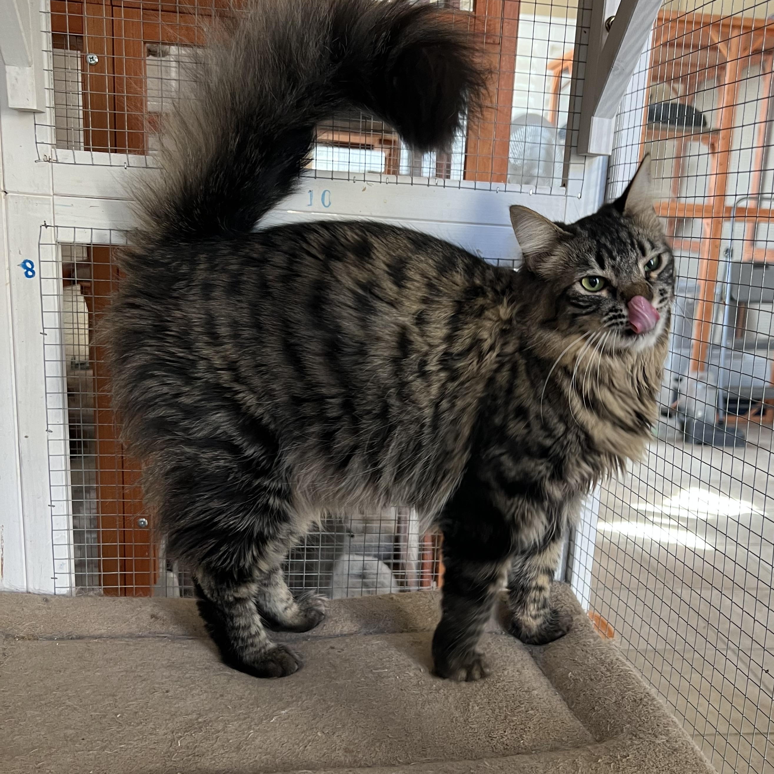 Enlarge Jackie’s Fluff, a Adopted mixed breed in Glendora, CA image 2/2