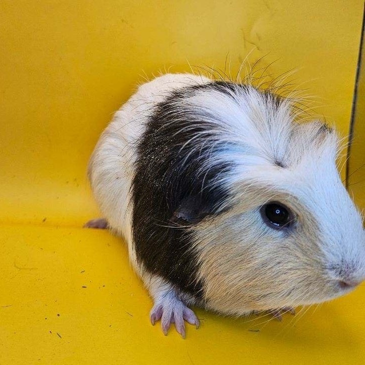Wilbur, Adult Male Guinea Pig