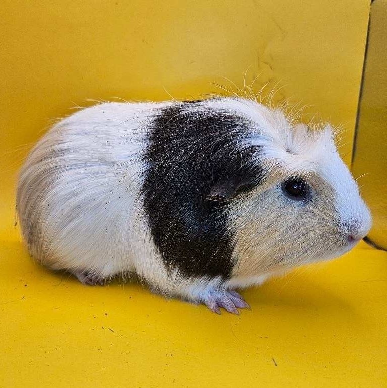 Enlarge Wilbur, a Adoptable mixed breed in Eagle River, AK image 2/3