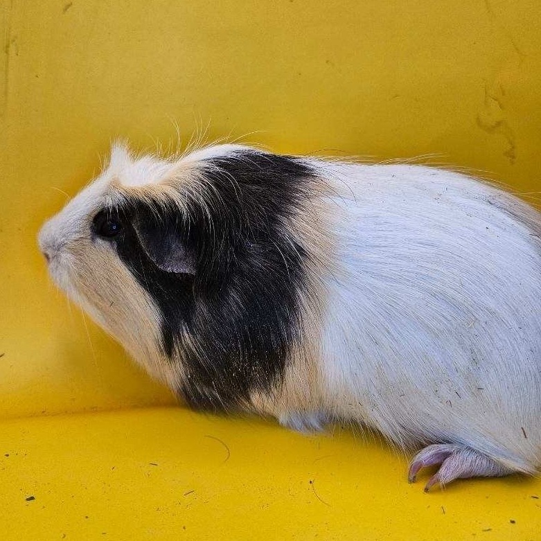 Enlarge Wilbur, a Adoptable mixed breed in Eagle River, AK image 3/3