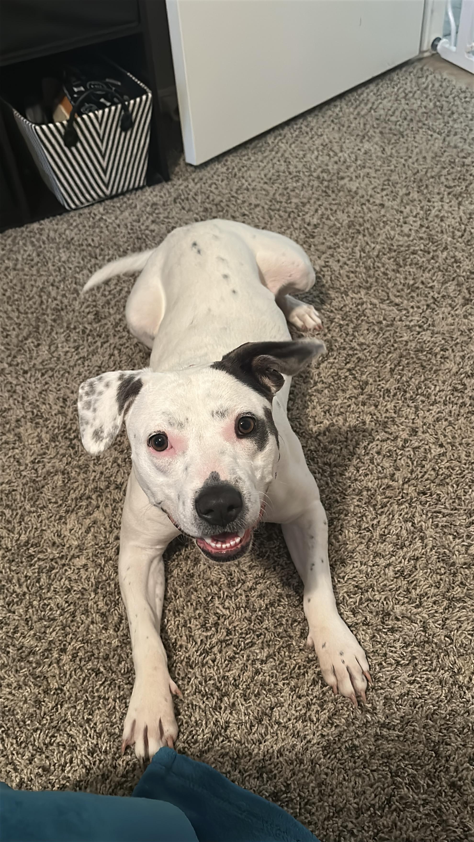 Yuna, a ADOPTABLE mixed breed in Choctaw, OK image 4/6