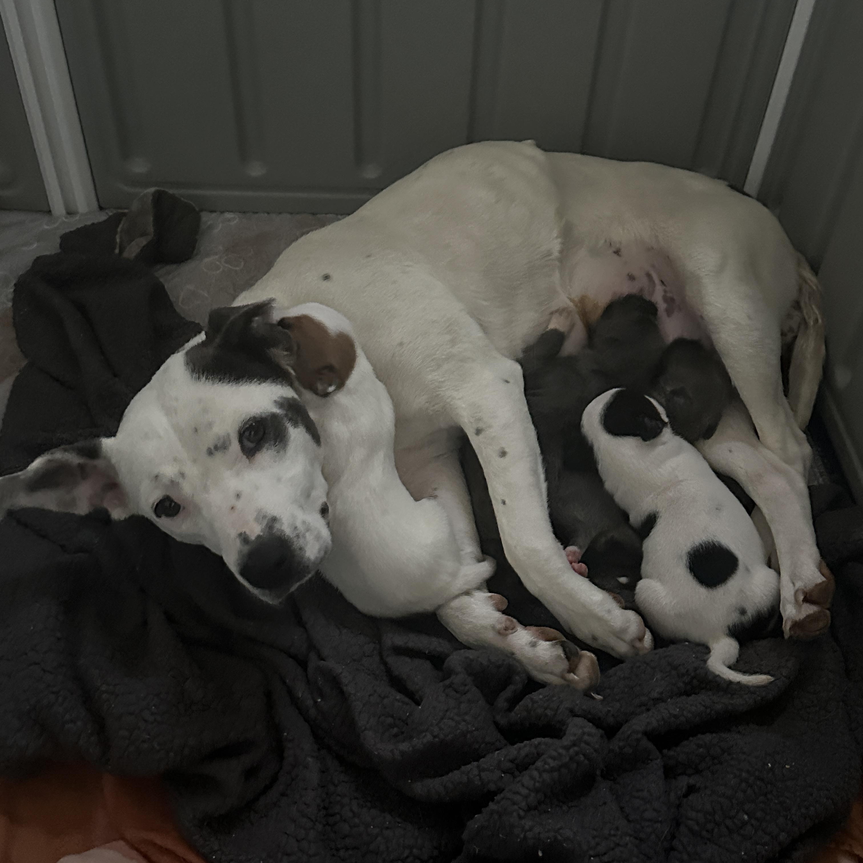 Yuna, ADOPTABLE, Adult Female Cattle Dog & Mixed Breed.